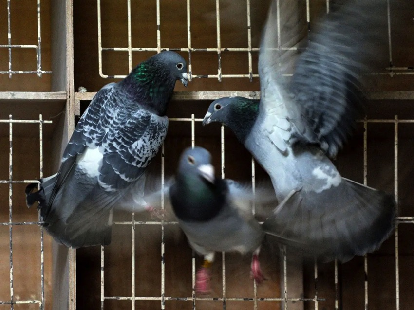 Amman Pigeon Market